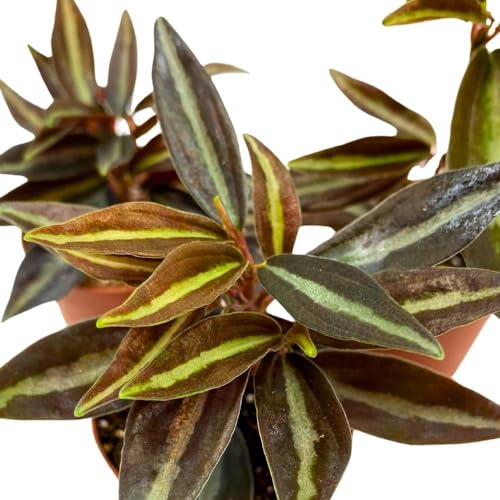 BubbleBlooms Peperomia Metallica, 2 inch Set of 3, Repii Tiny Mini Pixie Plants