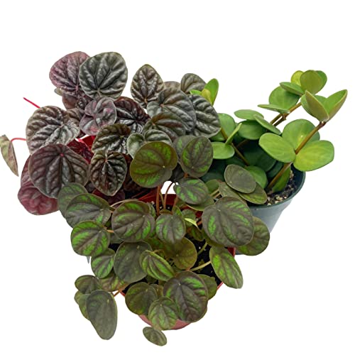 BubbleBlooms Peperomia Assortment Set, 4 inch pots, Set of 3, Watermelon, Marble, Ripple, Rosso, peppermill, Quito, Grower's Choice