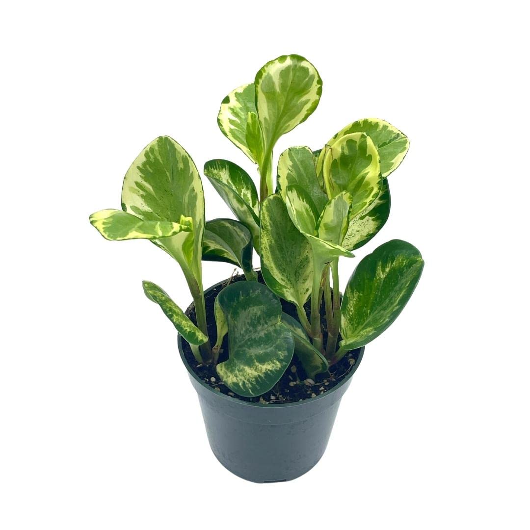 Variegated Peperomia obtusifolia, Marble Rubber Spoonleaf Plant, magnoliifolia rubberplant, in a 4 inch Pot,