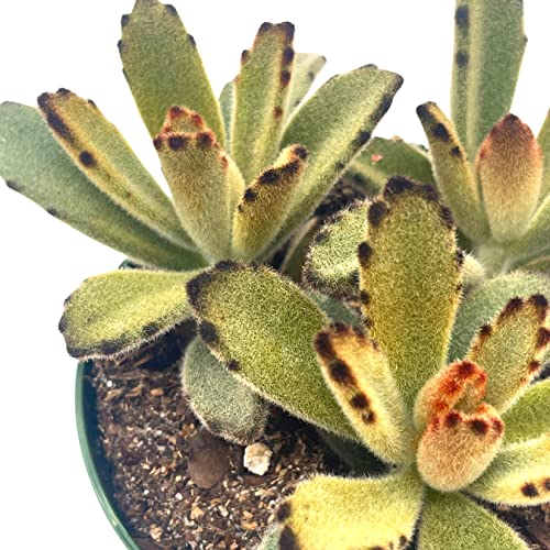 BubbleBlooms Chocolate Solider in a 4 inch Pot Kalanchoe Tomentosa Velvet Panda Plush Plant