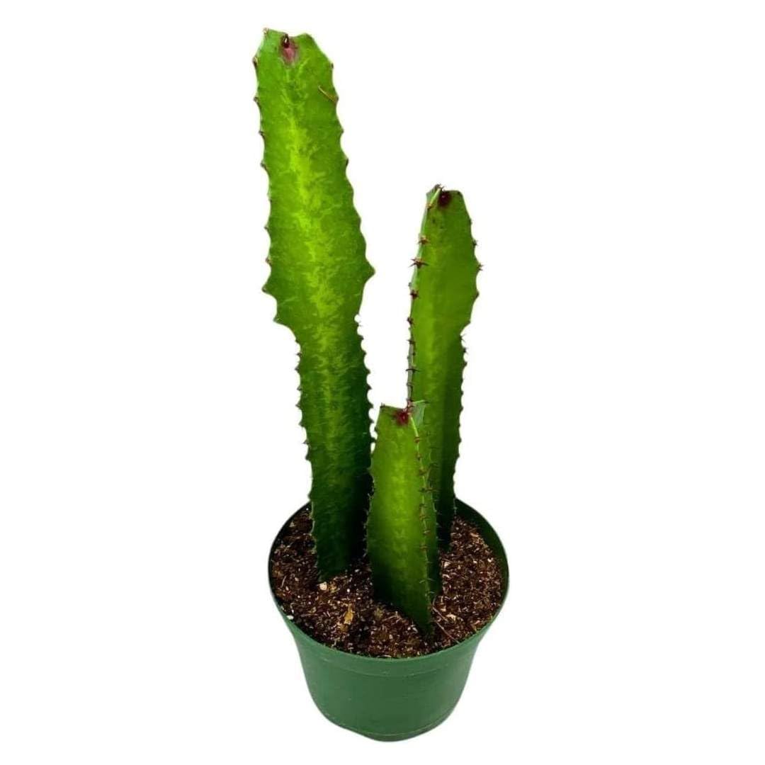 BubbleBlooms Green Milk Tree 6 inch Euphorbia Trigona African Milktree Cathedral Cactus