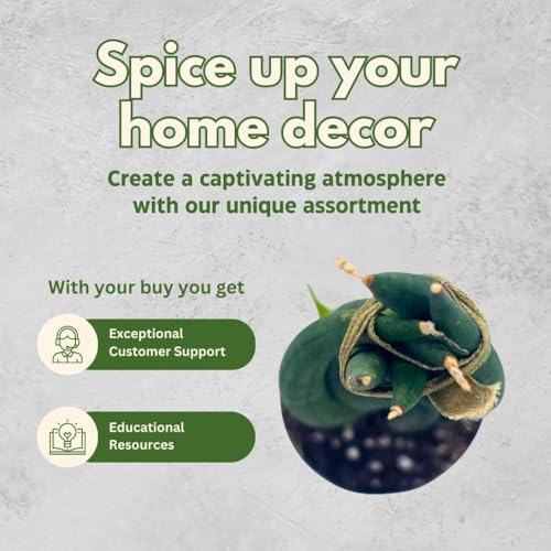 BubbleBlooms Braided Snake Plant 2 inch Set of 3 Sansevieria Dragon Fingers cylindrica Tiny Mini Pixie Plants