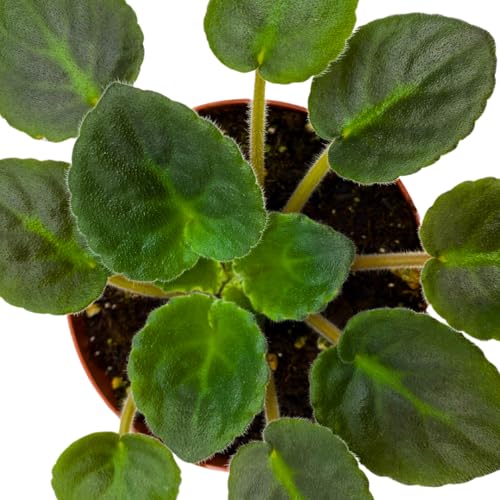 Harmony Foliage African Violet Rockin' Robin 4 inch Red Flower White Edge