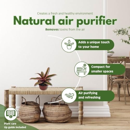 BubbleBlooms Cryptanthus Bivittatus in a 2 inch Pot Pink and Green Variegated, Earth Star Bromeliad, Tiny Mini Pixie Plant