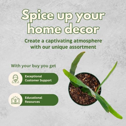 BubbleBlooms Euphorbia xylophylloides in a 4 inch Pot Rare Cactus