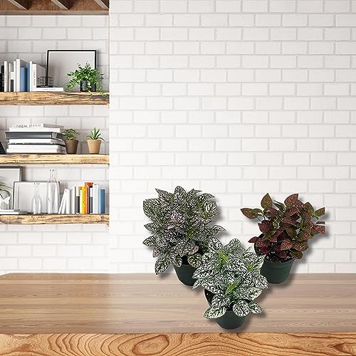 BubbleBlooms Polka Dot Plant Assortment in a 4 inch Pot Hypoestes Phyllostachya, Pink, White, and red, Flamingo Splash, Set of 3