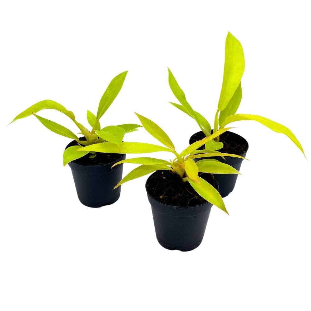 Philodendron Gergasi Golden, 2 inch Set of 3, Golden Saw Gergaji serratum Tiny Mini Pixie Plants