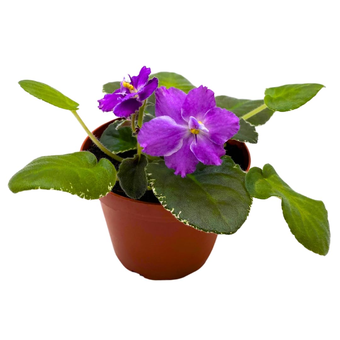 Harmony Foliage African Violet Dress Rehearsal 4 inch Pink White Flower