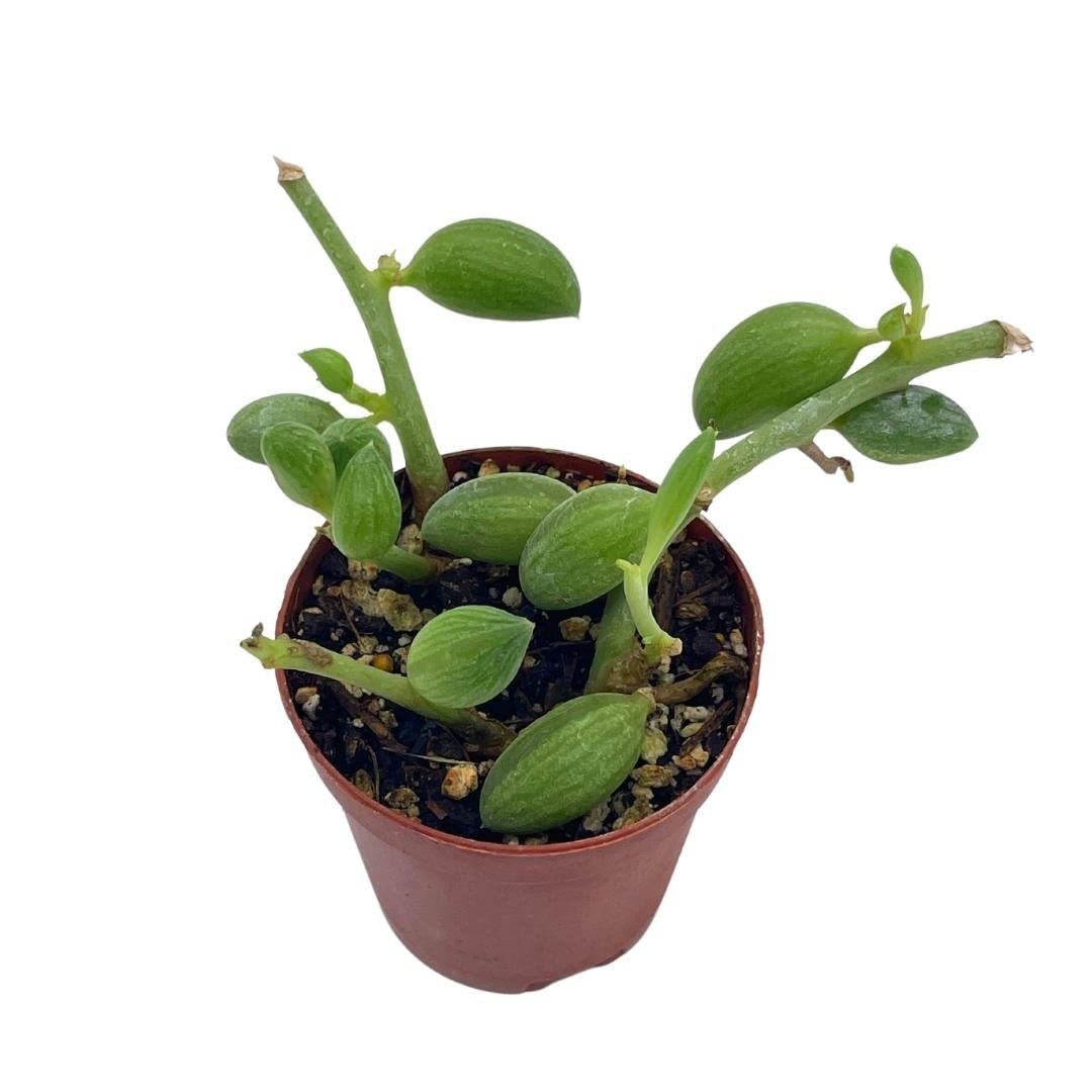 String of Watermelon, 2 inch, Senecio Curio Herreanus