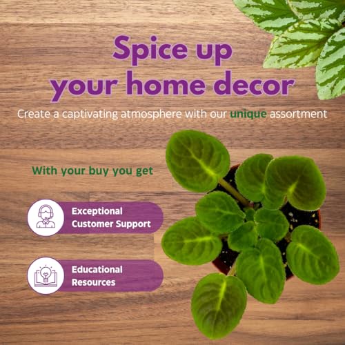 Harmony Foliage African Violet RS Serpentine 4 inch Pink Flower