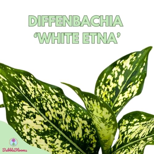 BubbleBlooms Dieffenbachia White Etna in a 4 inch Pot