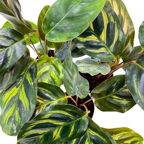 BubbleBlooms Calathea makoyana 2 inch Set of 3 Peacock Prayer Plant Tiny Mini Pixie Plants