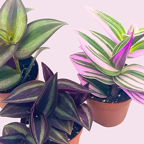 Wandering Dude Assortment, Tradescantia Variety, 2 inch, Set of 3 Tiny Mini Pixie Plant