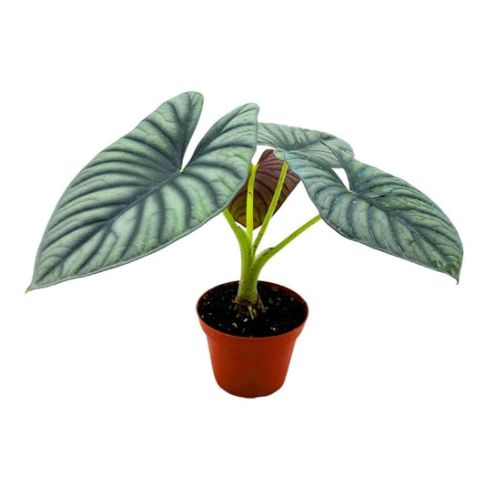 Jewel Alocasia Nebula Imperialis, 4 inch, Black Diamond Dark Gray Veins Silver Leaves