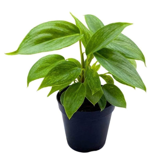 BubbleBlooms Philodendron Sodiroi in a 2 inch Pot Silver Leaf Philo