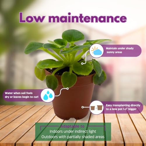 Harmony Foliage Mini African Violet Plumberry Glow 2 inch White Purple Flower