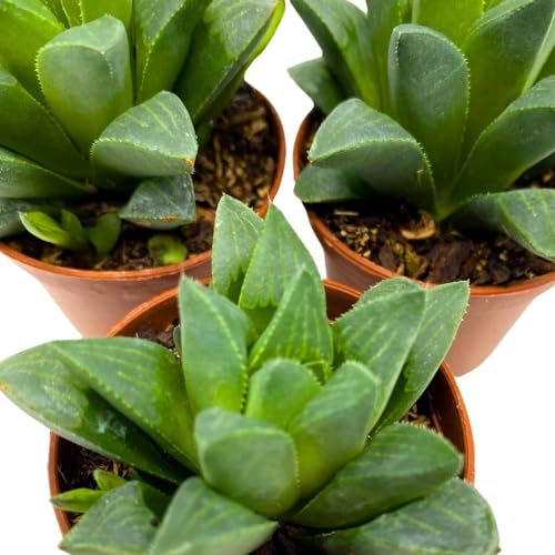 BubbleBlooms Haworthia African Emeralds, 2 inch Set of 3, Haworthia Retusa Tiny Mini Pixie Plants