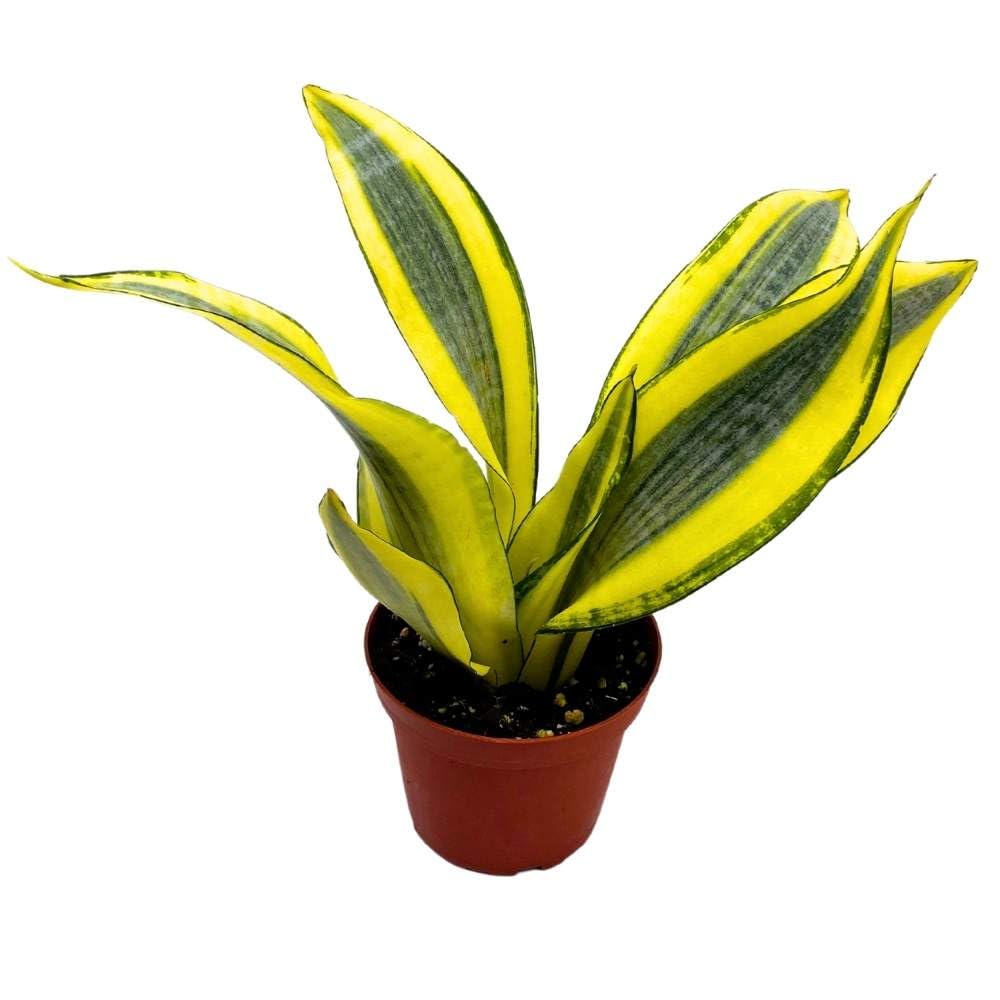 Sansevieria Gold Dust 4 inch Rare Dracaena trifasciata Hybrid Snake Plant