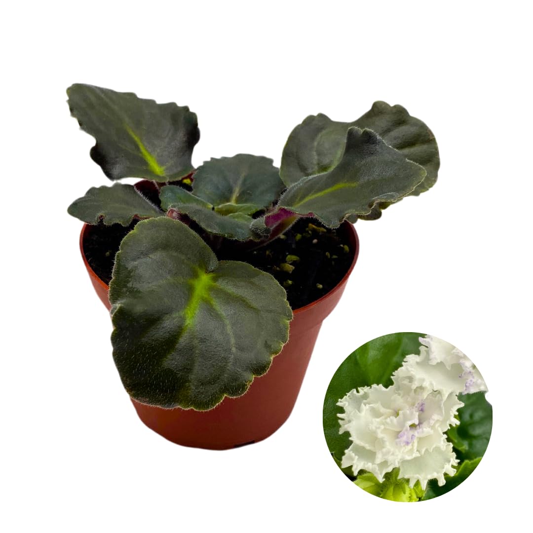 Harmony Foliage African Violet White Lace 4 inch White Ruffle Flower