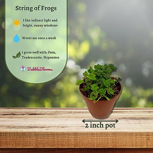 BubbleBlooms String of Frogs, in a 2 Inch Pot, Frog Feet Plant, Ficus pumila Quercifolia, Oakleaf Tiny Mini Pixie Plant