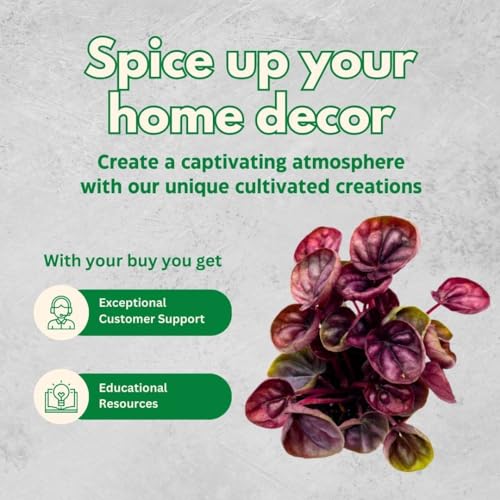 Harmony Foliage Peperomia Luna Red, 2 inch Set of 3, Red Emerald Ripple Pep Caperata