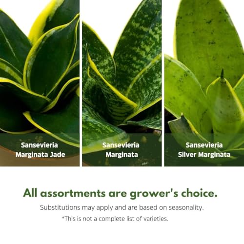 BubbleBlooms Sansevieria Marginata Assortment in a 4 inch Pot Set of 3