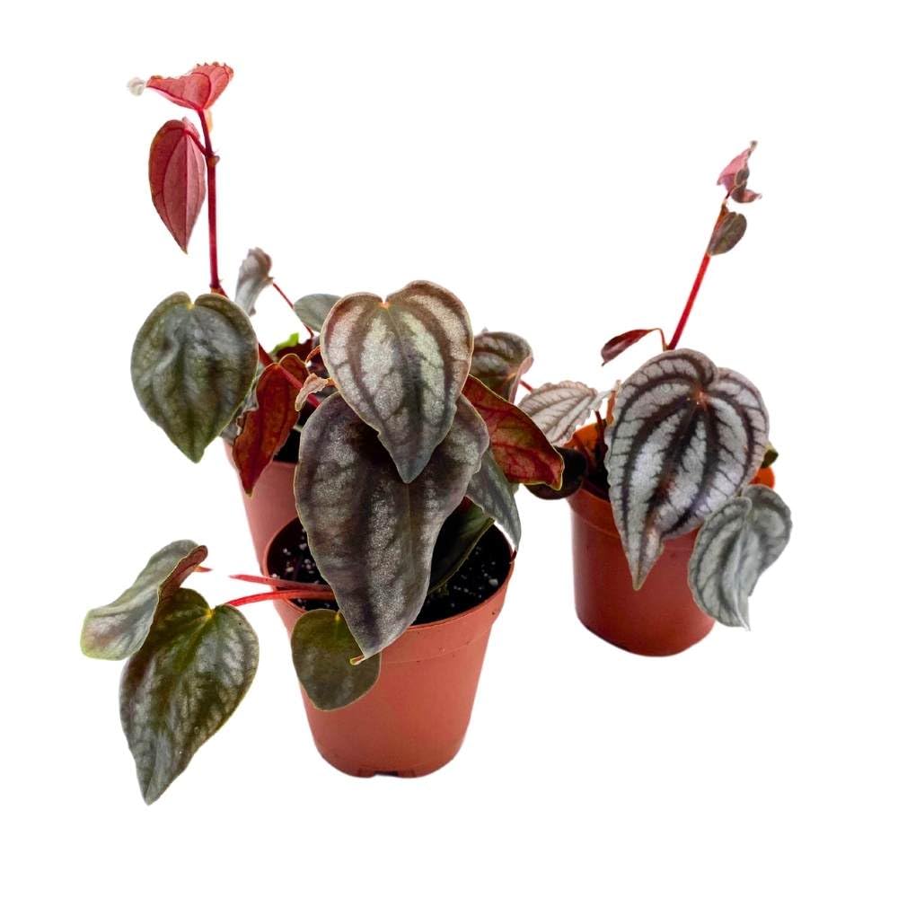 Peperomia Turboensis, 2 inch Set of 3, Metallic Black Rare Pep Purple Watermelon