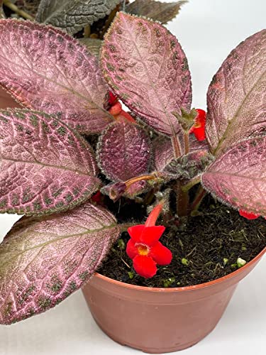 BubbleBlooms Flame Violet, Episcia Cupreata Assortment Set 4 inch pots 5 Different Velvet Plants