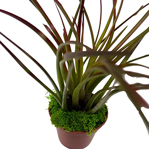 BubbleBlooms Mini Tillandsia Airplant Rooted in a 2 inch Pot with Green Moss Tiny Mini Pixie Plant