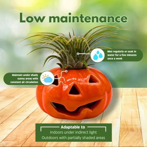 BubbleBlooms Halloween Ceramic Pumpkin Jack-o-Lantern Air Plant Holder Resin Art Sculpture Hand Made