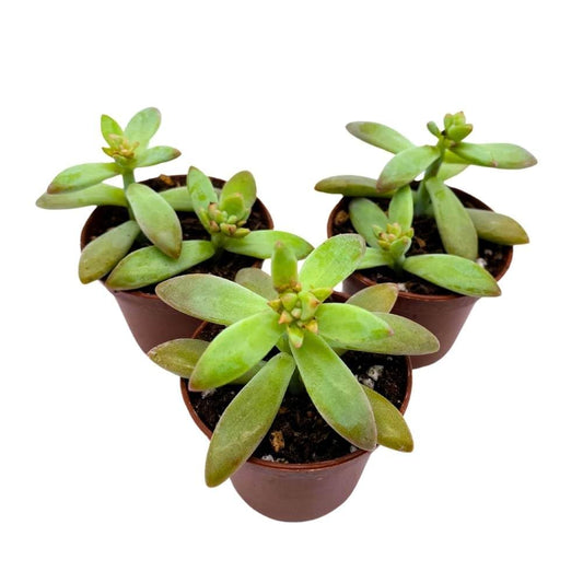 Coppertone Stonecrop, 2 inch Set of 3, Sedum Adolphi Garden Succulents Tiny Mini Pixie