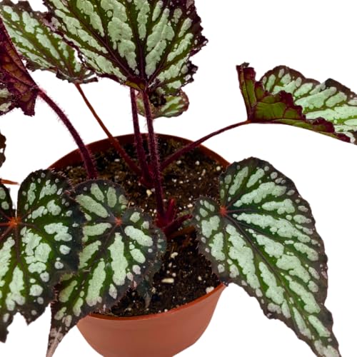 Harmony Foliage Summer Storm Begonia Rex 6 inch