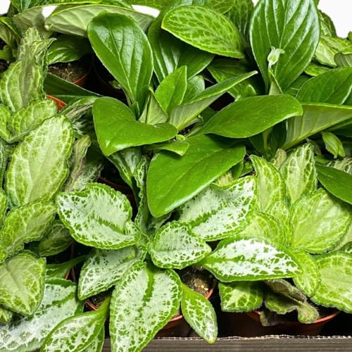 Harmony Foliage Primulina Chirita in 6 inch pots 12-Pack Bulk Wholesale Gesneriads Flowering