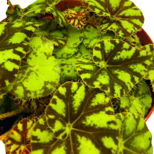 Harmony Foliage Rhizomatous Begonia Mauritius Rex 6 inch