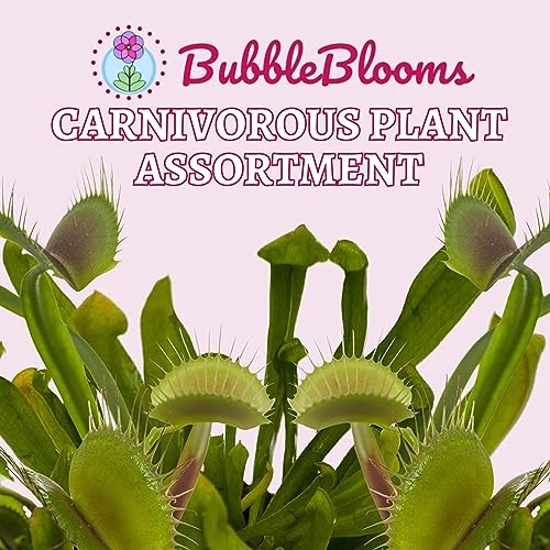BubbleBlooms Carnivorous Plant Assortment Set, 5 Live Different Plants in 2 inch Pots