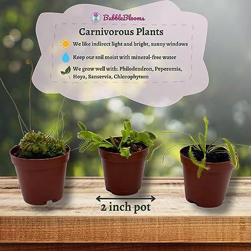 BubbleBlooms Carnivorous Plant Assortment Set, 3 Different Plant Species in 2 inch Pots