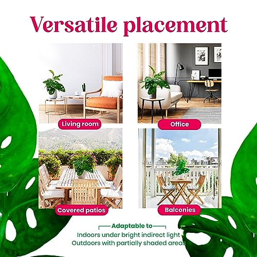 BubbleBlooms Monstera Adansonii Swiss Cheese Plant, Live in a 4 inch Pot by BubbleBlooms