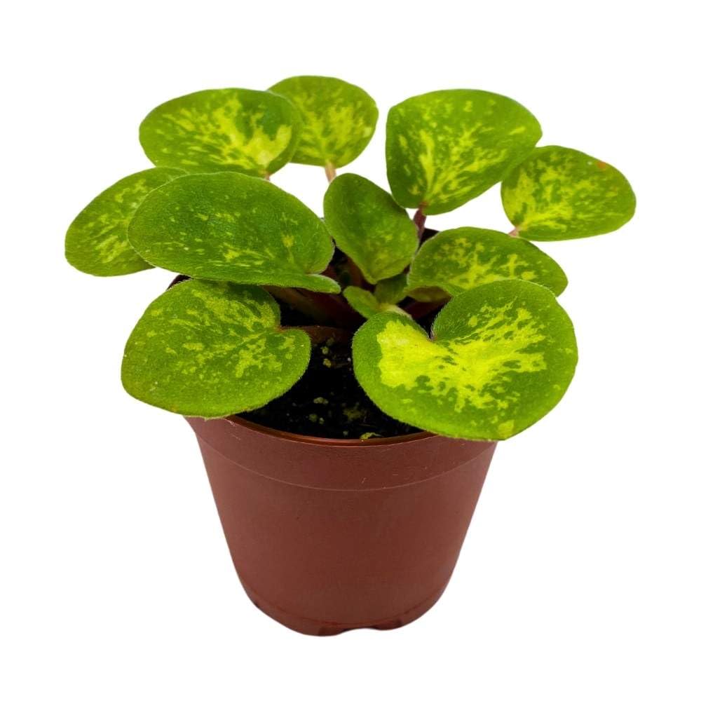 Mac's Coral Carillon Variegated Mini African Violet, 2 inch Miniature Gesneriad Tiny Pixie Plant