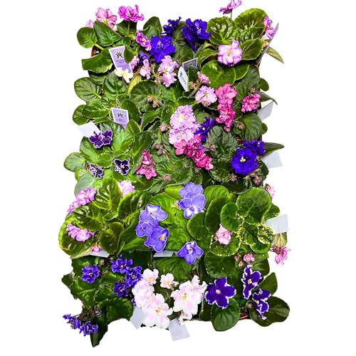 Harmony Foliage African Violet Assortment in 4 inch pots 15-Pack Bulk Wholesale Variegated Saintpaulia Gesneriads