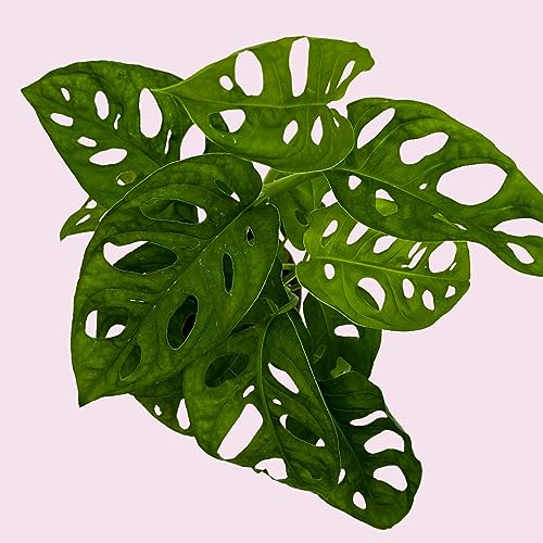 BubbleBlooms Monstera Adansonii Swiss Cheese Plant, Live in a 4 inch Pot by BubbleBlooms