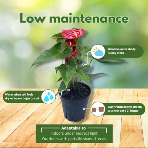 BubbleBlooms Anthurium Red Flamingo Lily andraeanum Linden ex Andre Painter's Palette in a 4 inch Pot