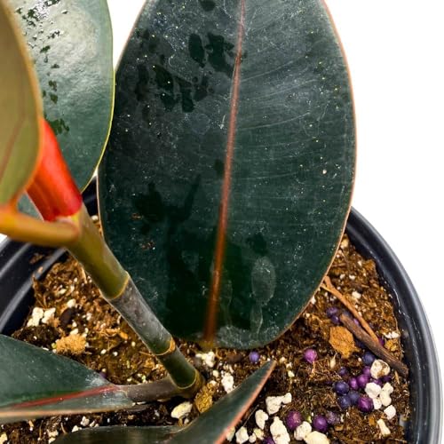 BubbleBlooms Ficus elastica Burgundy 6 inch India Rubber Tree Decora Fig Plant