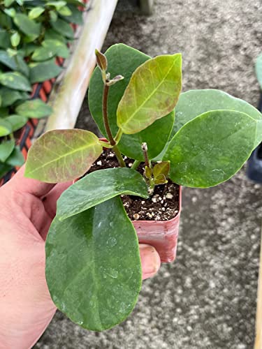 BubbleBlooms Hoya Australis in a 2 inch Pot Samoan waxplant