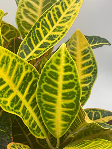 BubbleBlooms Codiaeum variegatum in a 6 inch Pot Variegated Croton
