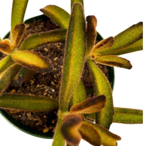 BubbleBlooms Chocolate Solider Succulent, 4 inch Panda Plant, Velvet Leaf kalanchoe