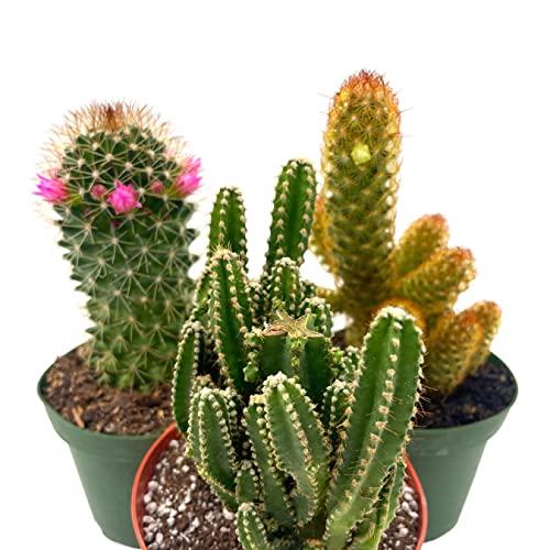 BubbleBlooms Cactus Assortment, 4 inch Set of 3, Best-Sellers Most Popular Cacti Variety