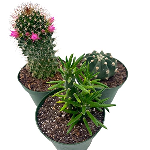 BubbleBlooms Cactus Assortment