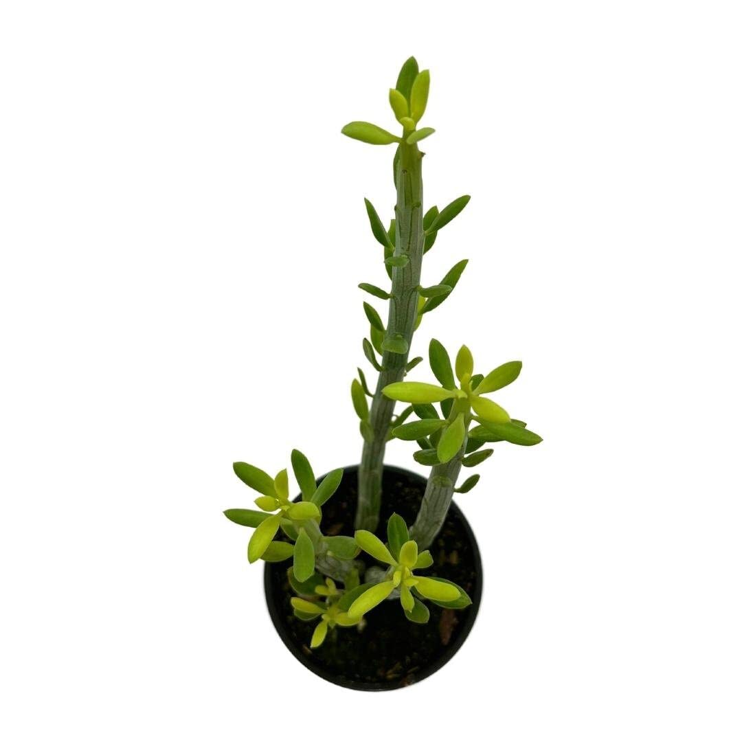 Senecio anteuphorbium, in a 4 Inch Pot, Kleinia anteuphorbium, Swizzle Sticks