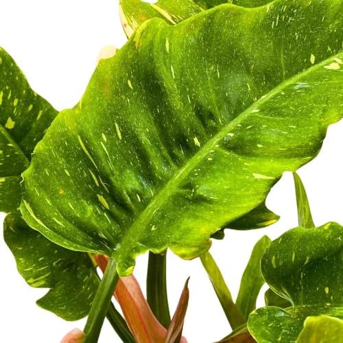 BubbleBlooms Philodendron Ring of Fire 6 inch Henderson's Pride Rare Variegated Philo Indoor Houseplant