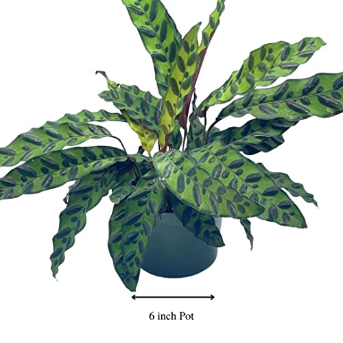 BubbleBlooms Rattlesnake Calathea Lancifolia, 6 inch Pot